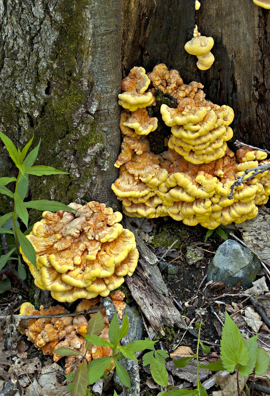 Image - fungi chicken of the woods mushroom