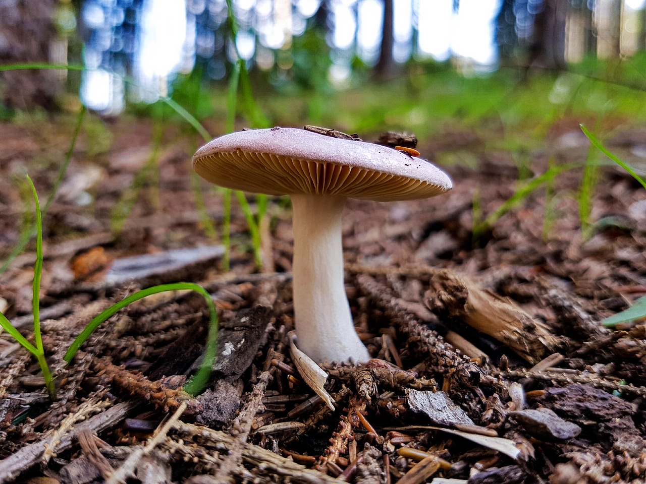 Image - mushroom forest terry