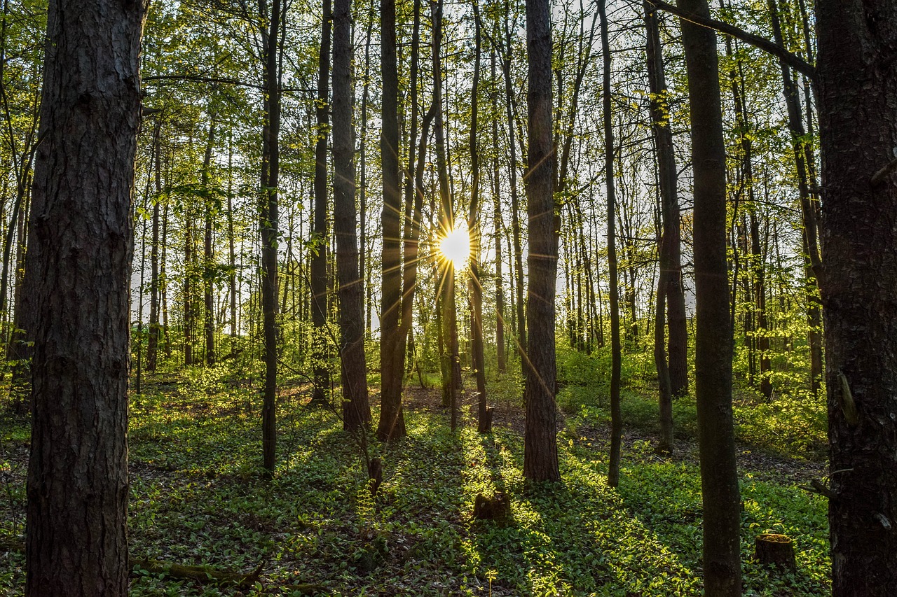 Image - forest hike nature green sunrise