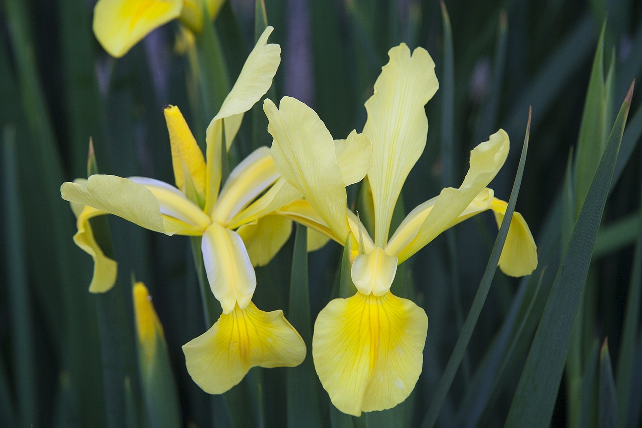 Image - iris yellow flower nature flora