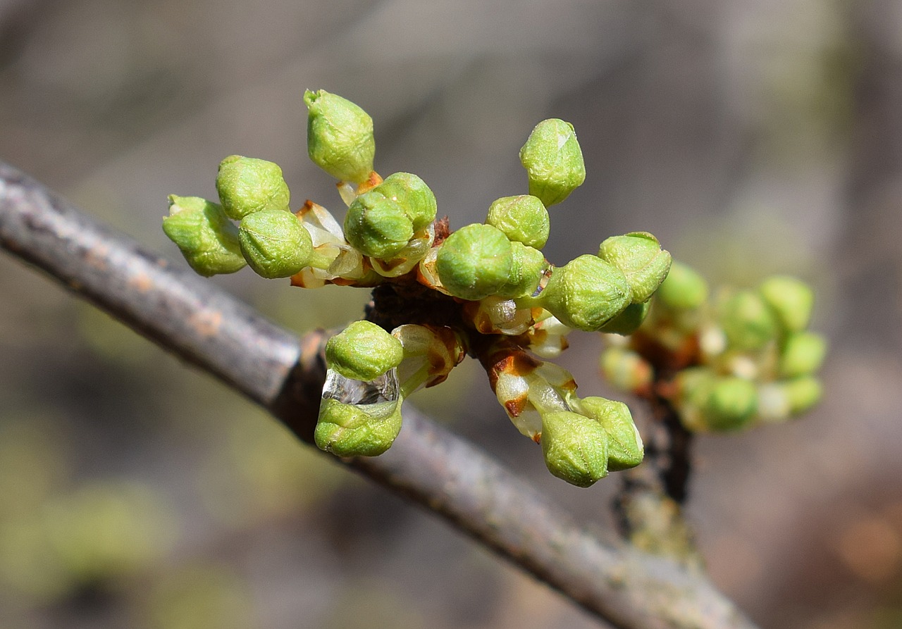 Image - cherry buds bursting cherry buds bud