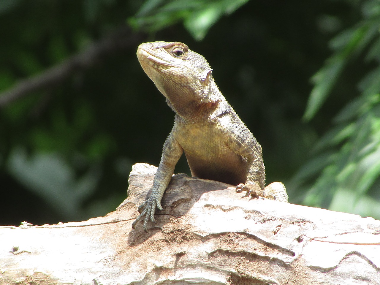 Image - animals nature farm lizard wild