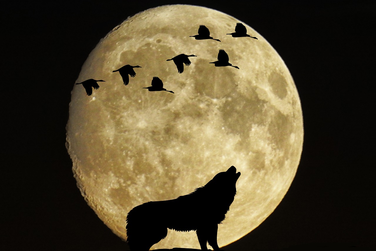 Image - mystical moon full moon birds wolf