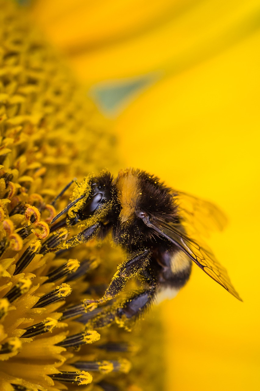 Image - hummel insect blossom bloom