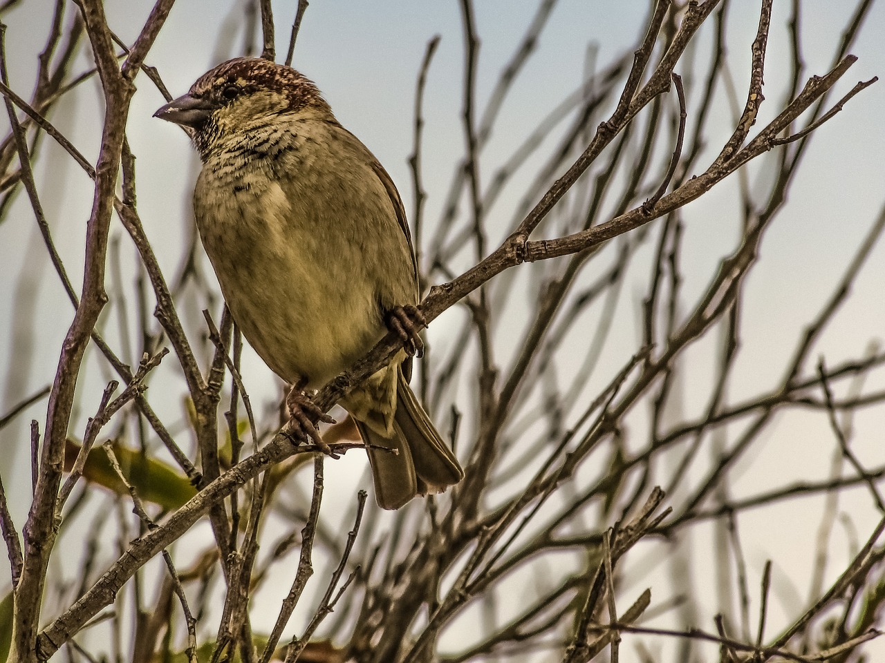 Image - sparrow branch tree nature