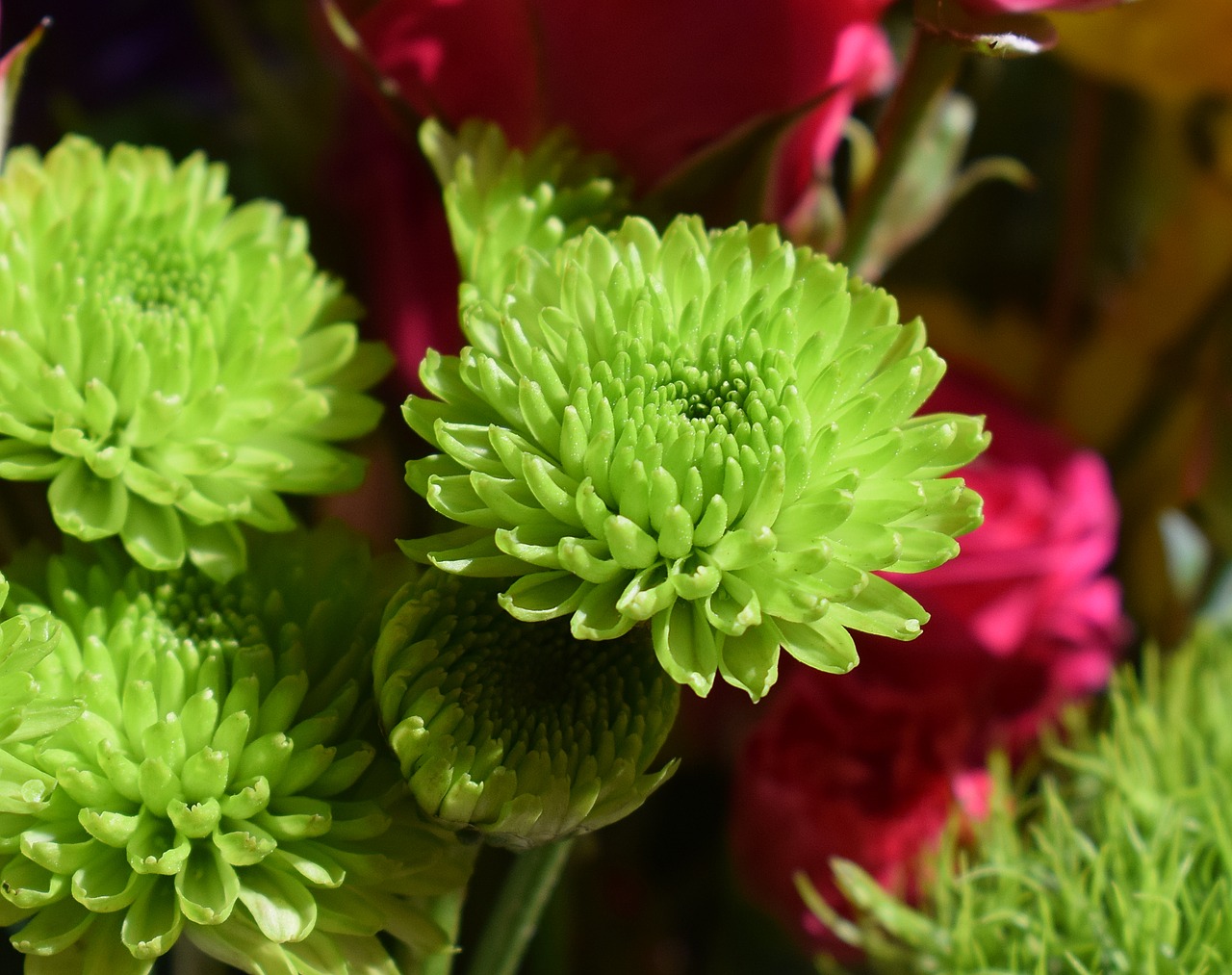 Image - green chrysanthemums chrysanthemum