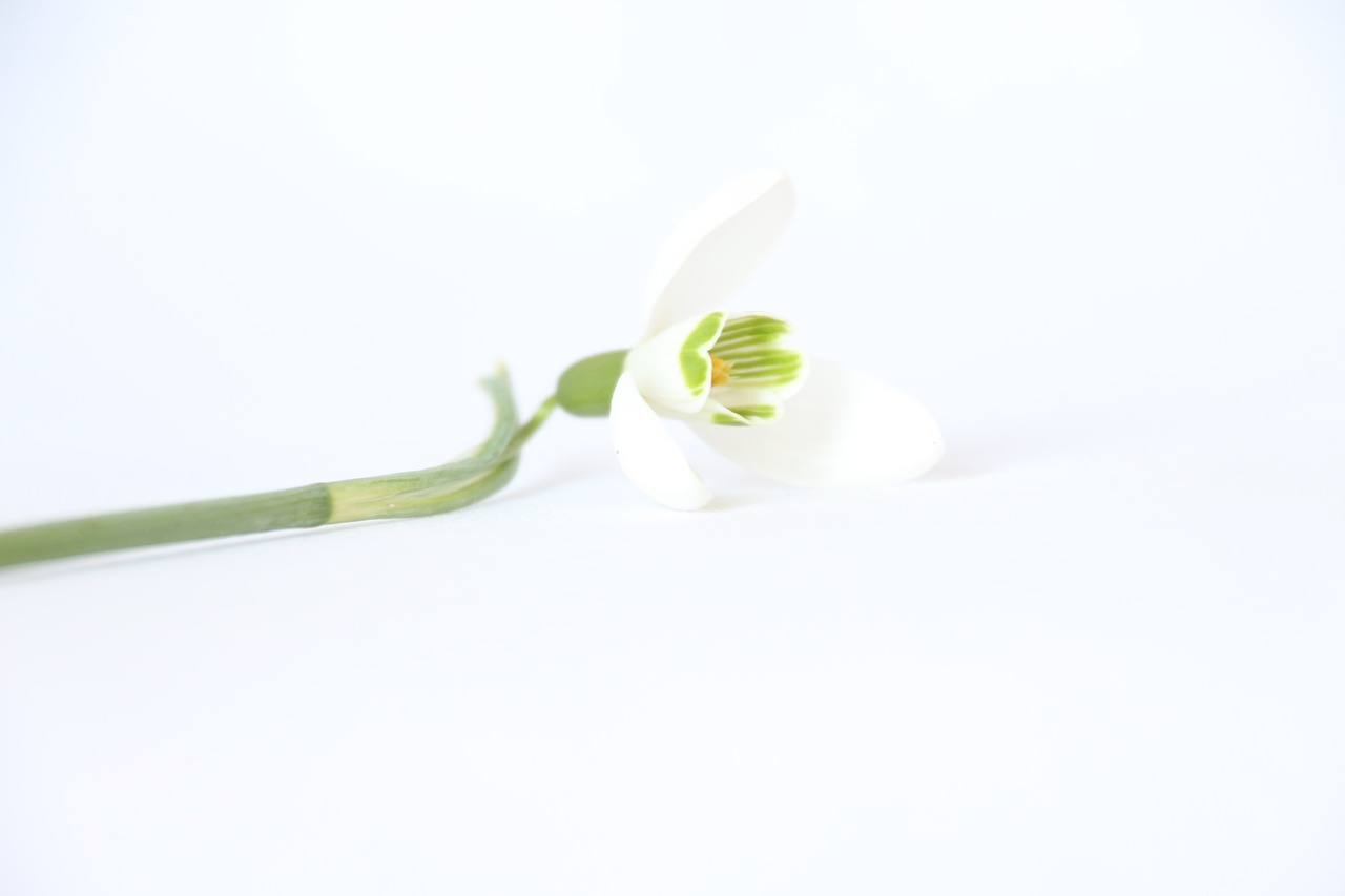 Image - white background flower nice