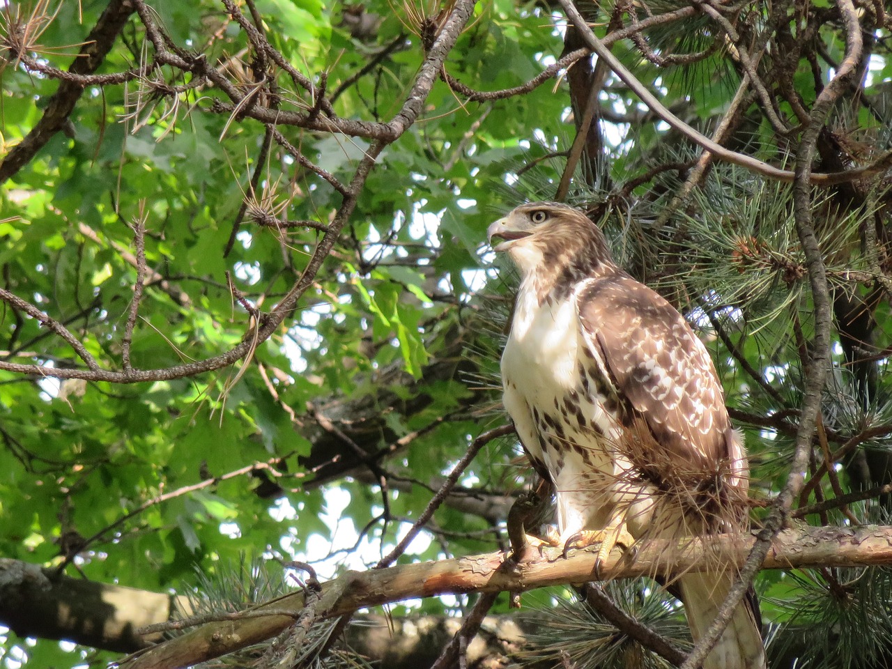 Image - bird hawk broad winged hawk