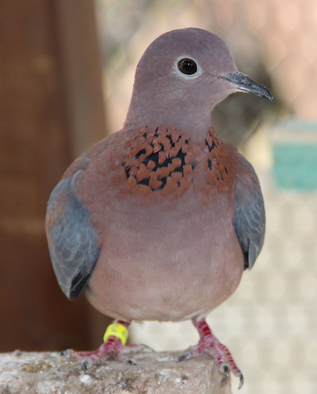 Image - senegal deaf senegal dove