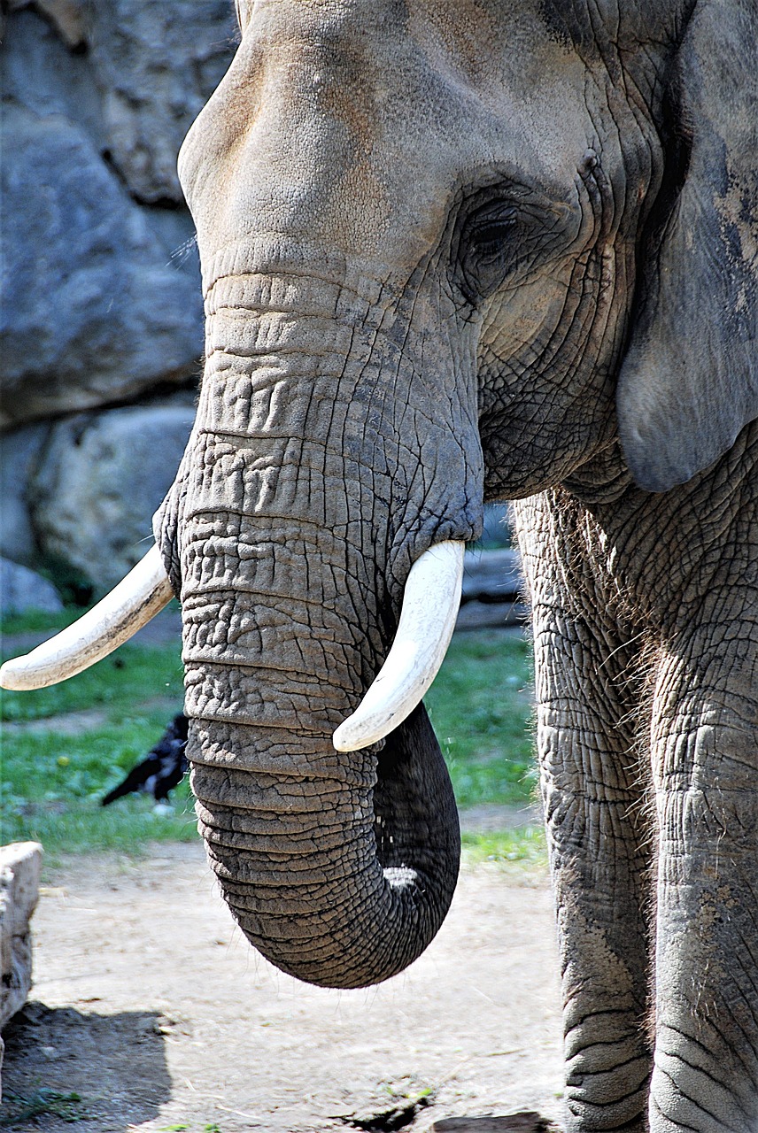 Image - elephant proboscis tusks pachyderm