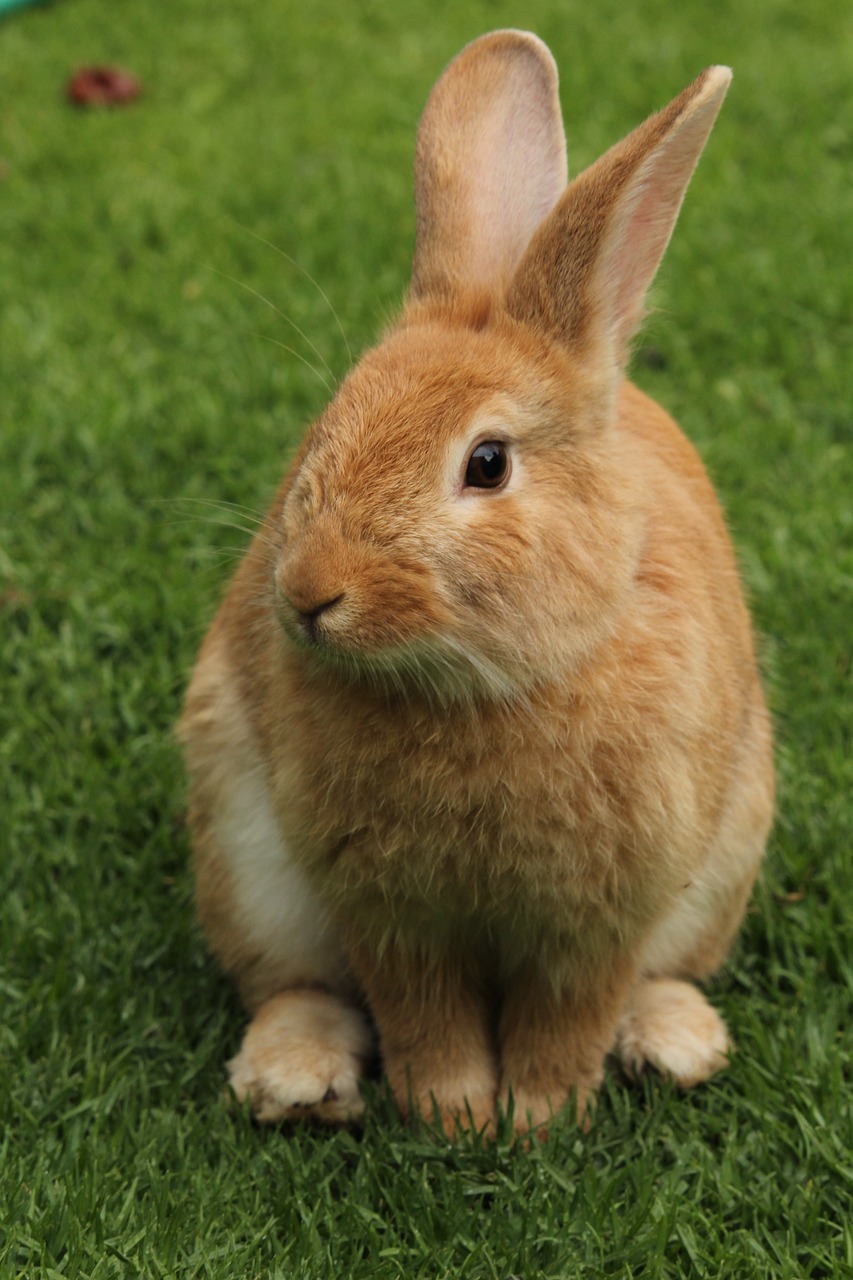 Image - rabbit animal animals brown