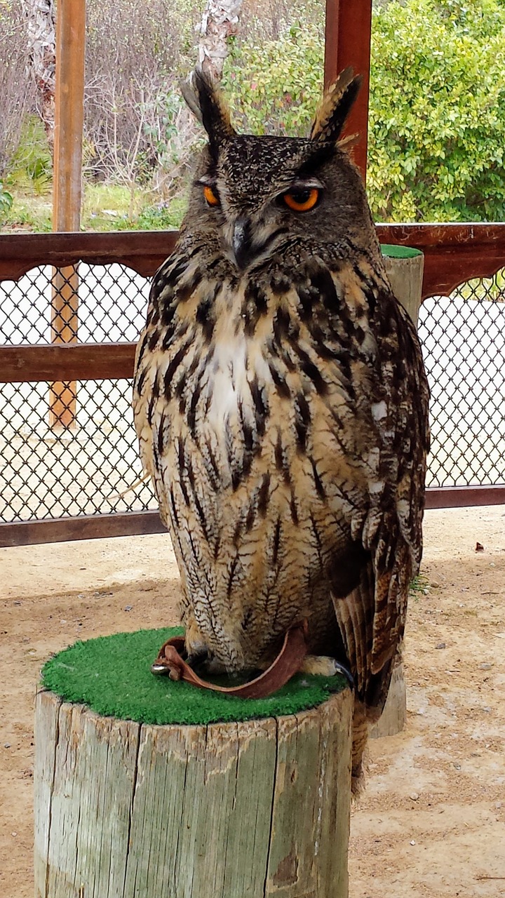 Image - owl bird nature owls zoo feathers