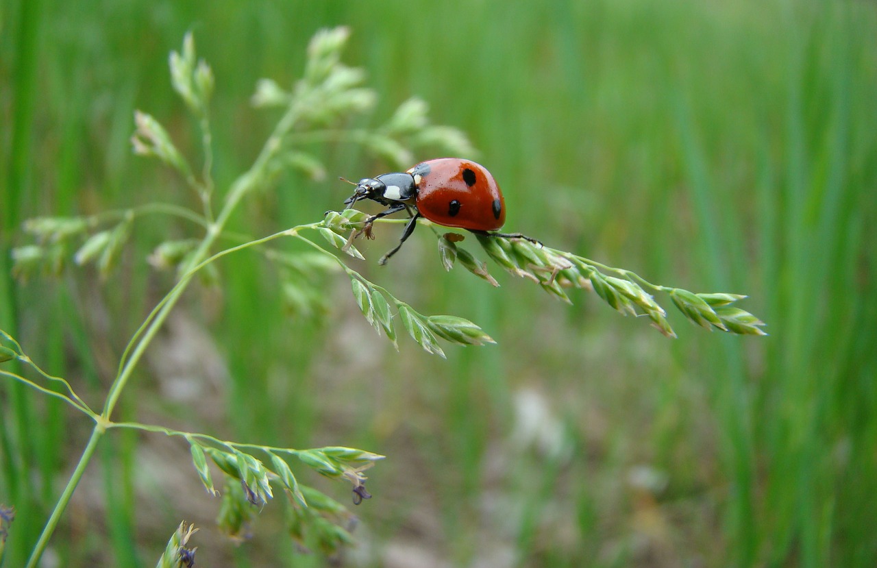 Image - macro summer insect ladybug nature