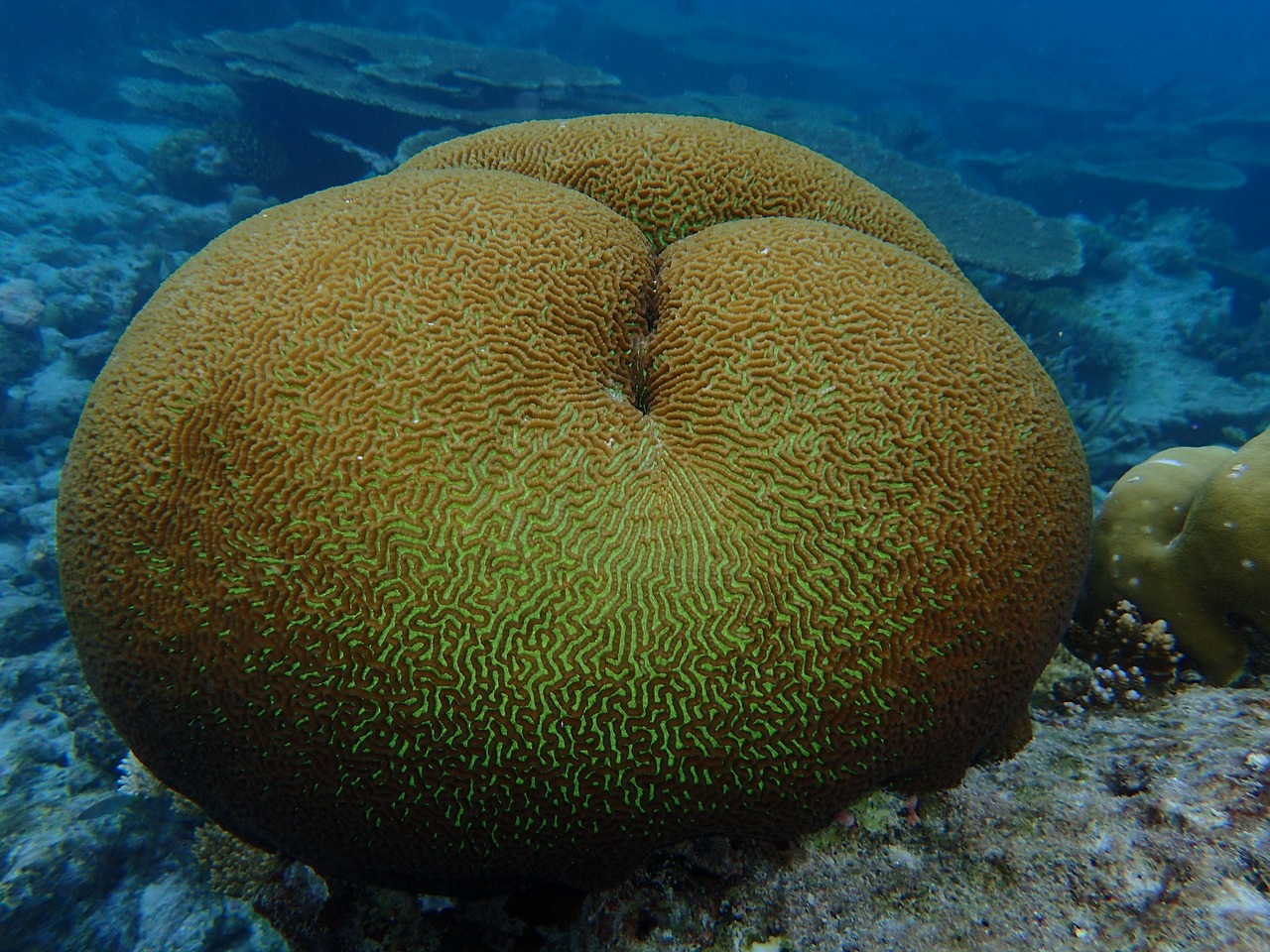 Image - maldives the indian ocean corals