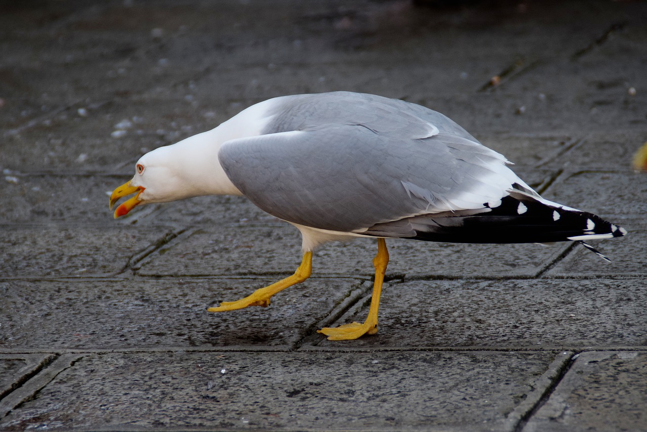 Image - gull bird stalk sneak birds