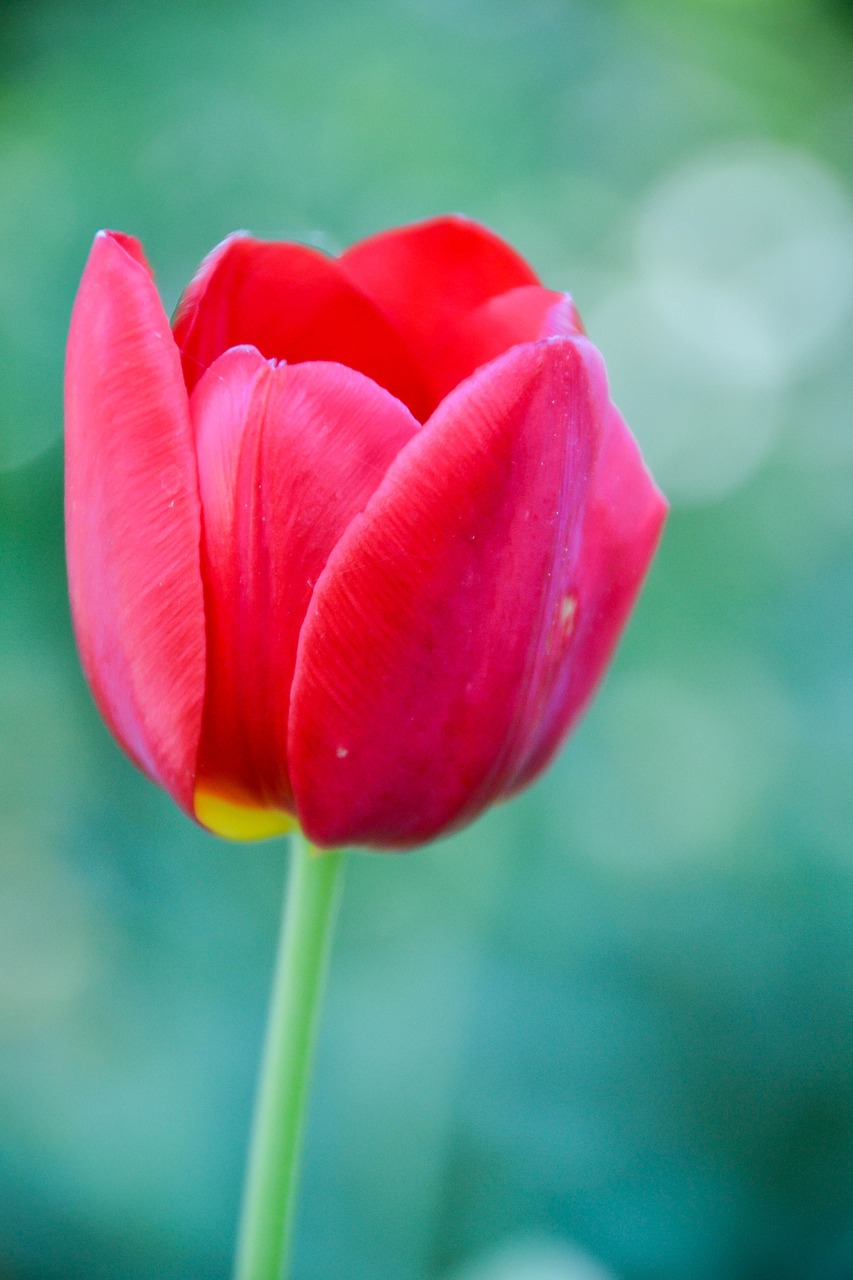 Image - tulip macro detail bokeh petals