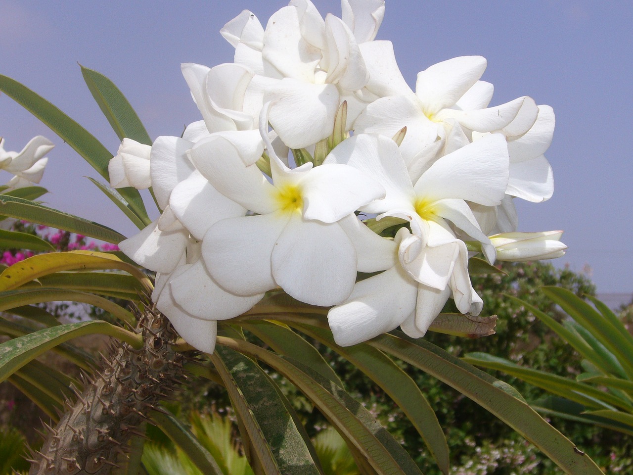 Image - white flower pachypodium tree