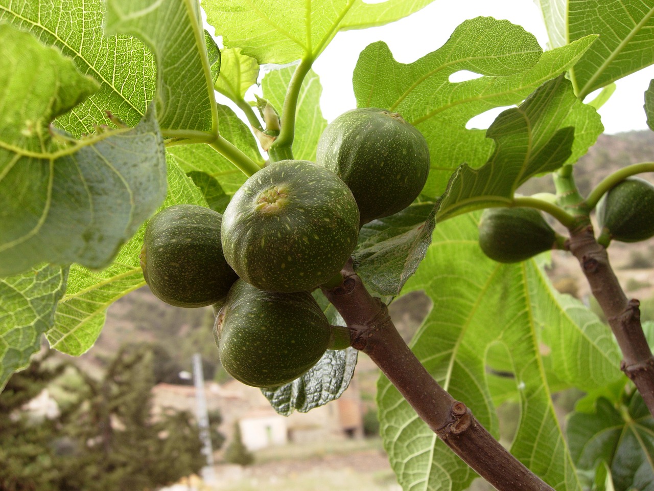 Image - figs tree fig trees fig tree