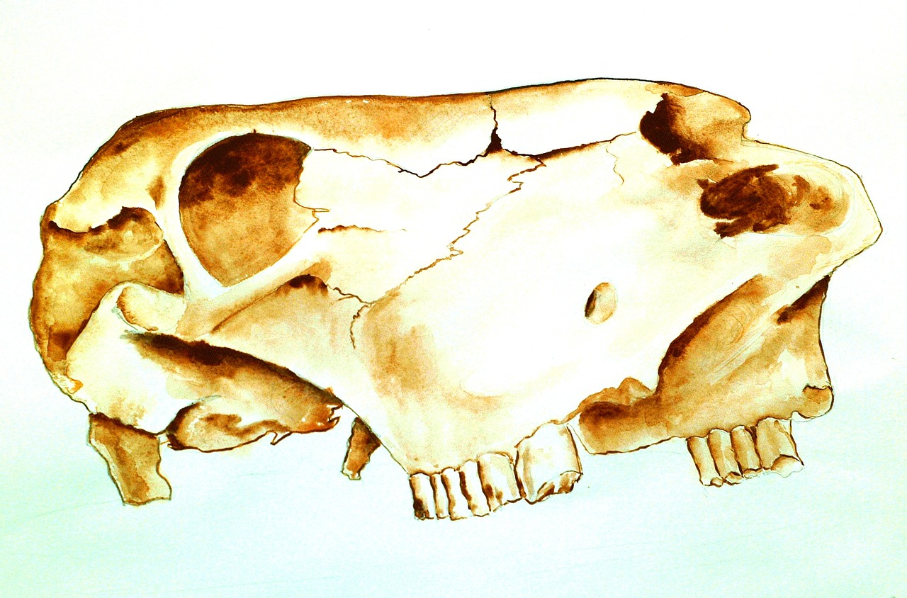 Image - atelier school cow skull