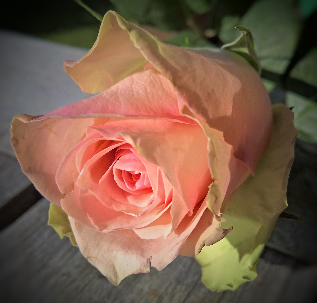 Image - floribunda single bloom salmon pink