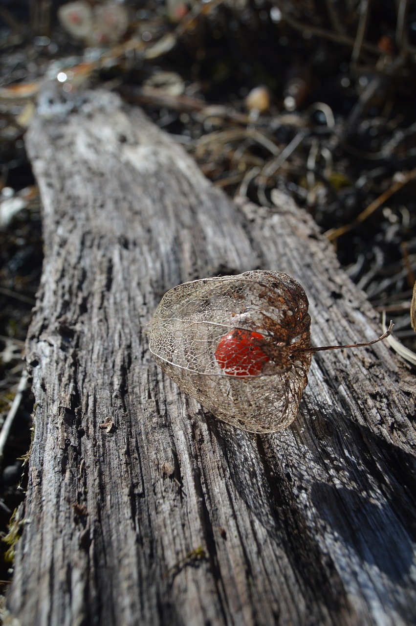 Image - lampions garden plank red fruit