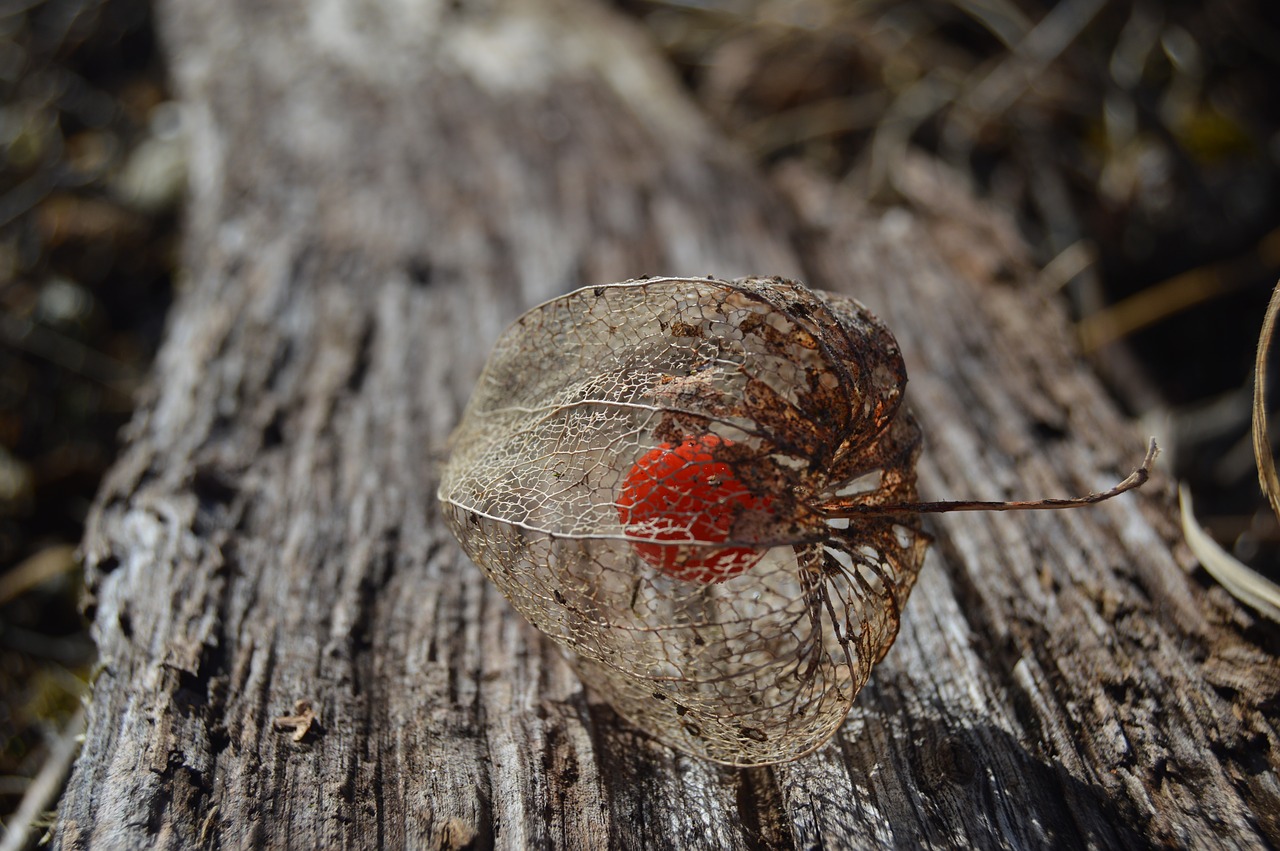 Image - lampions garden plank red fruit