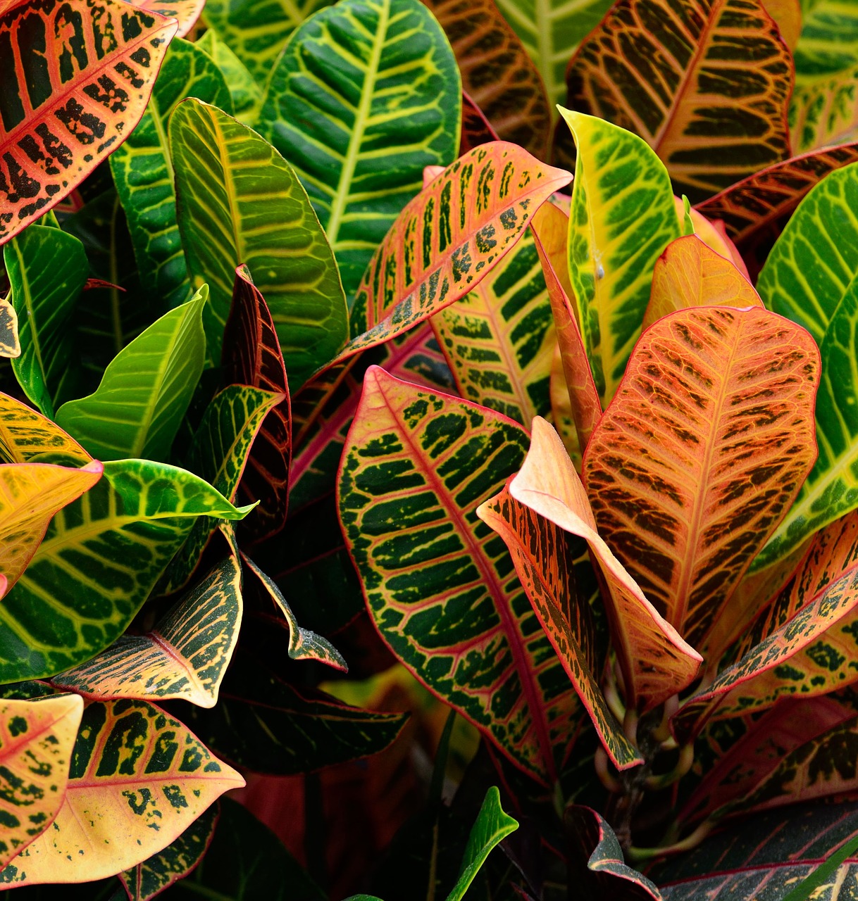 Image - croton plant vibrant garden