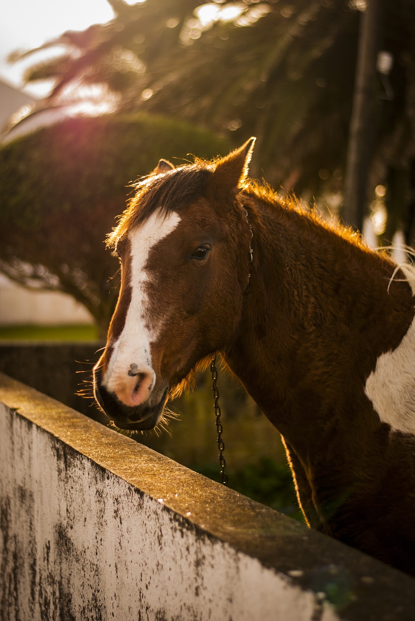 Image - horse animal field farm haras