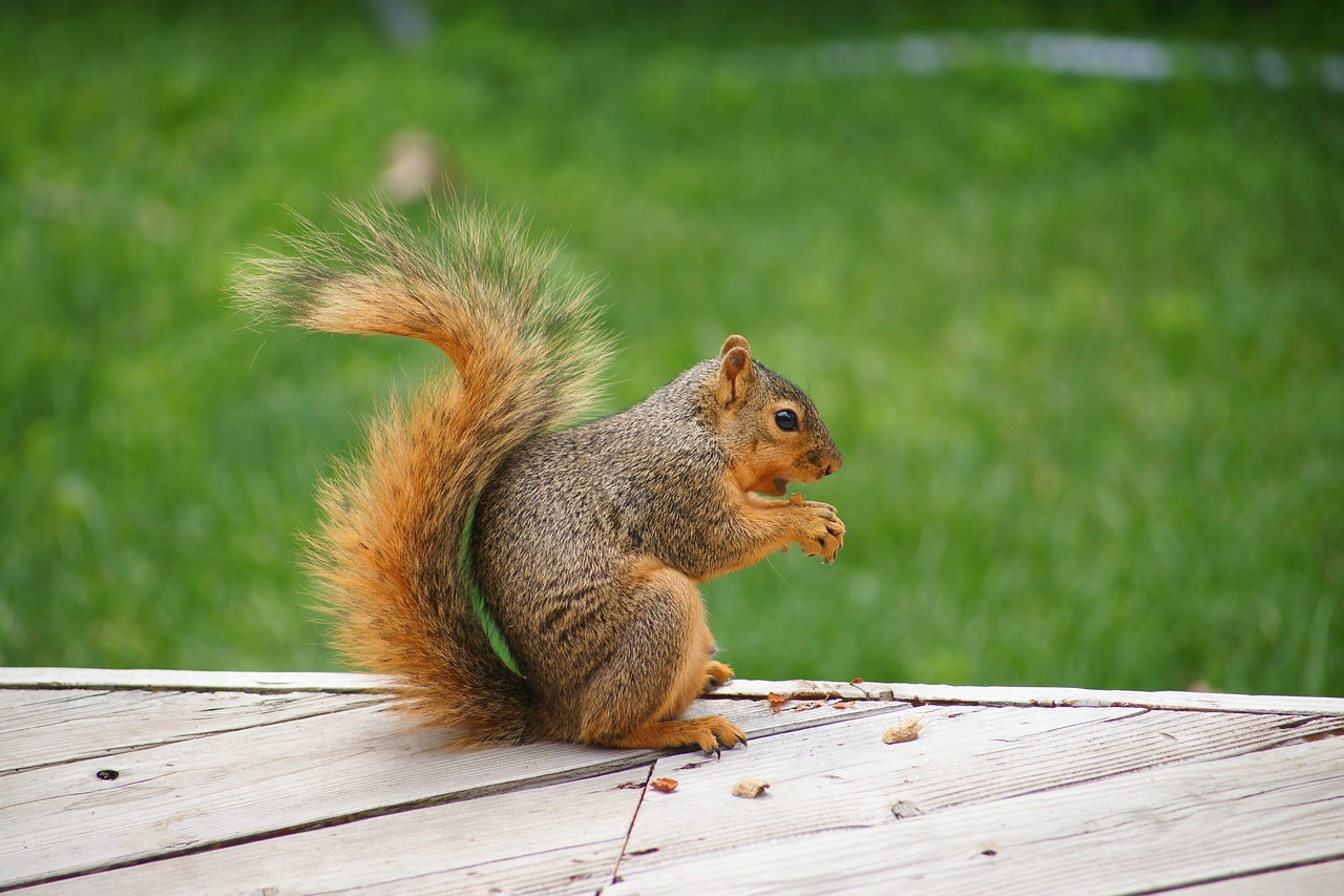 Image - animal squirrel nut forest eating