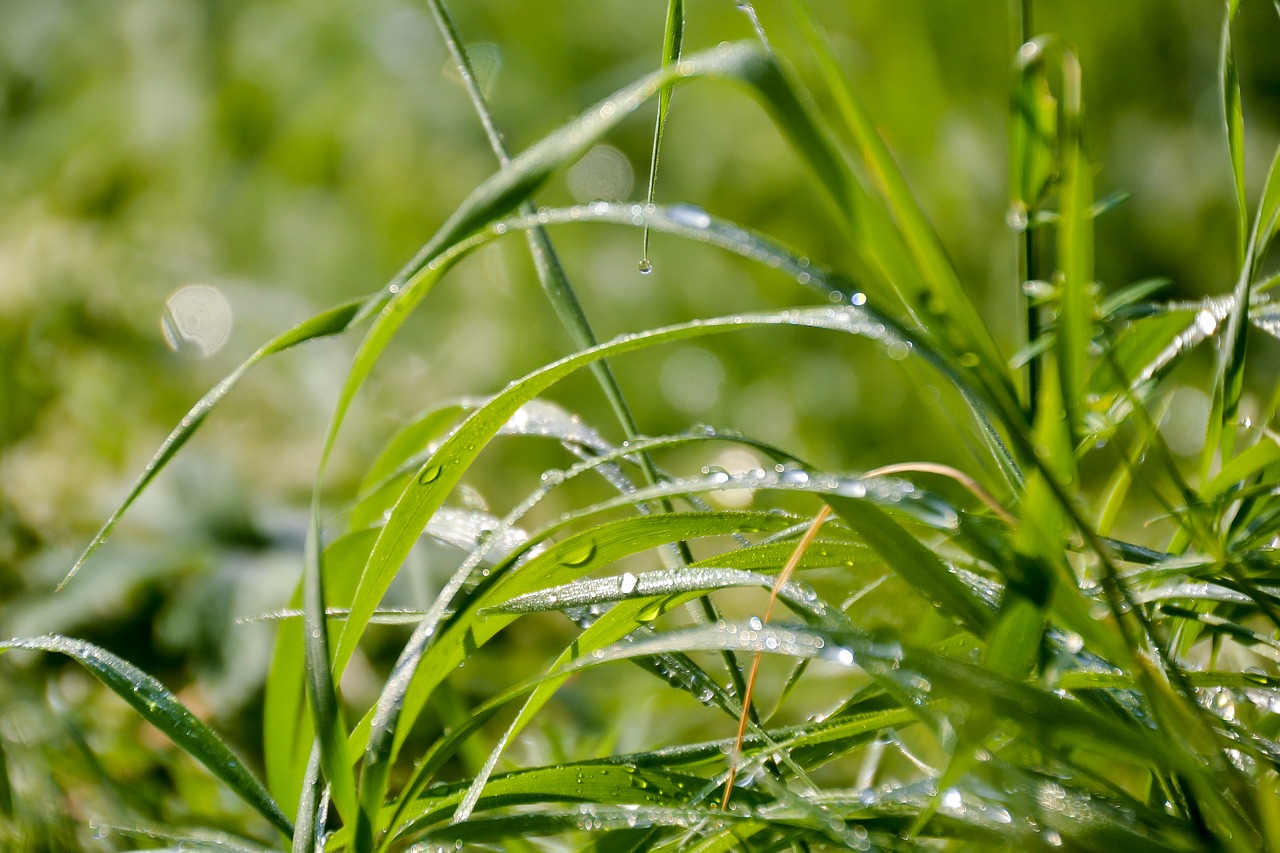 Image - grass a grass dew blade of grass