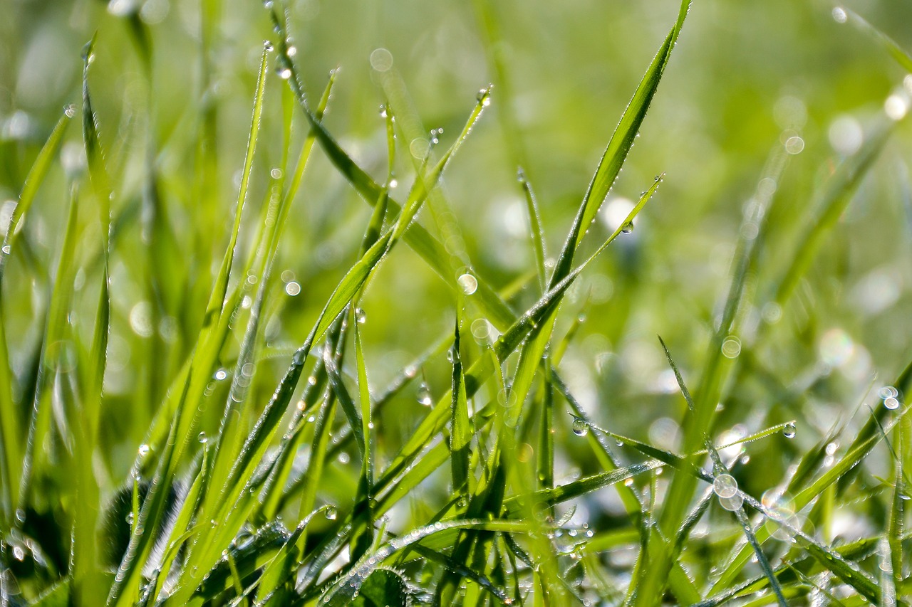 Image - grass a grass dew blade of grass