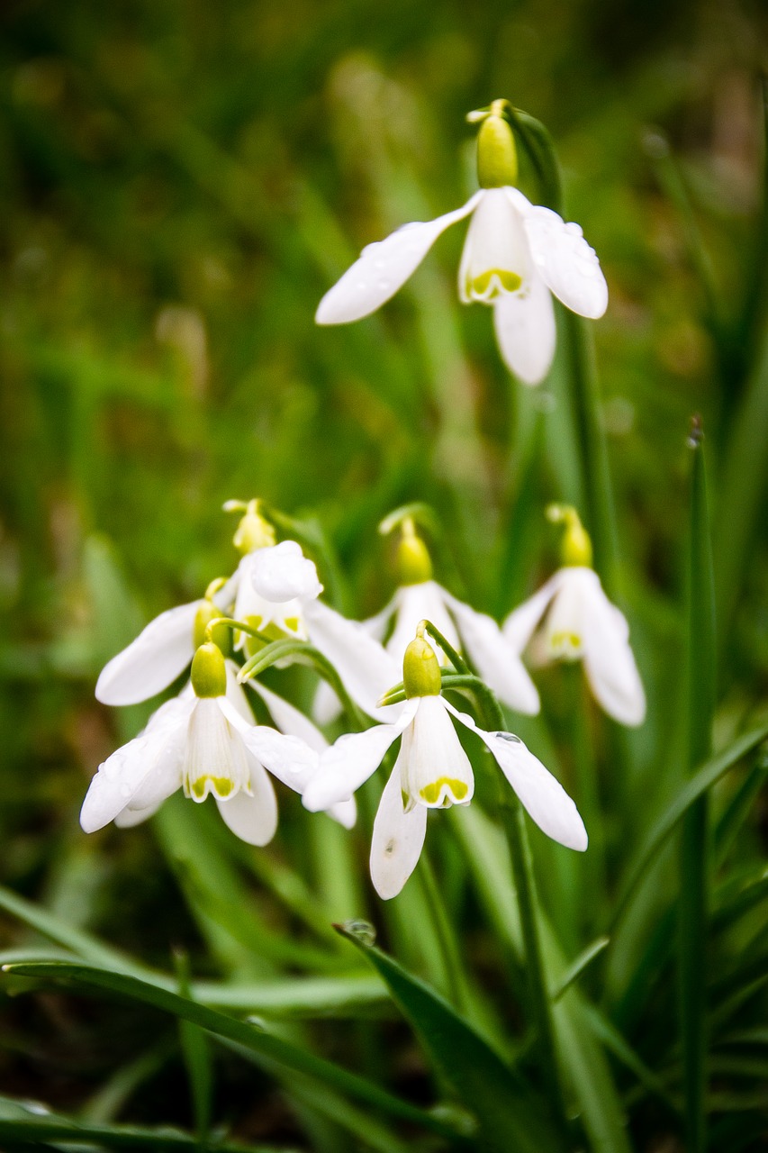 Image - snowdrop plant spring green macro