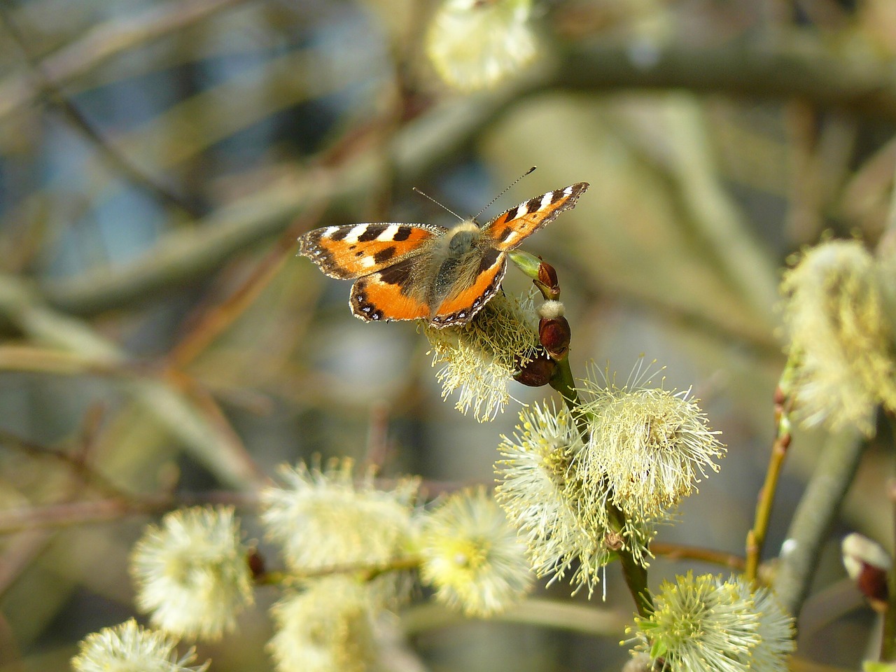 Image - willow cats spring flower