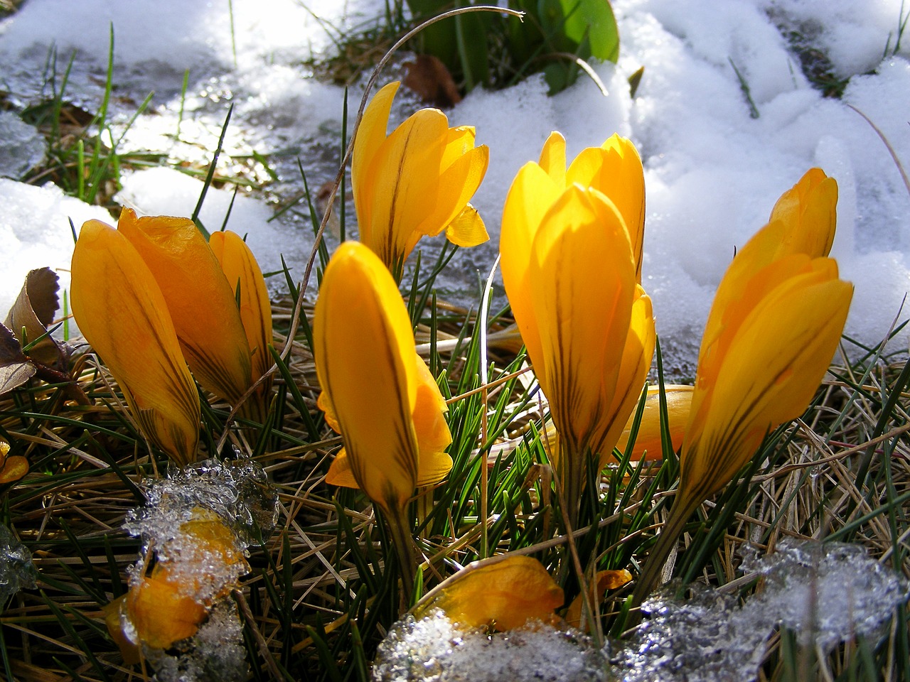 Image - crocus flower yellow spring