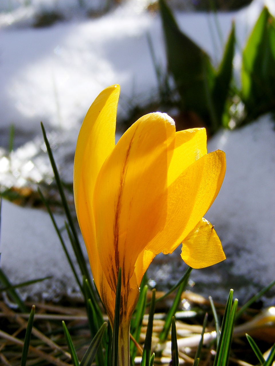 Image - crocus yellow bloom spring flower