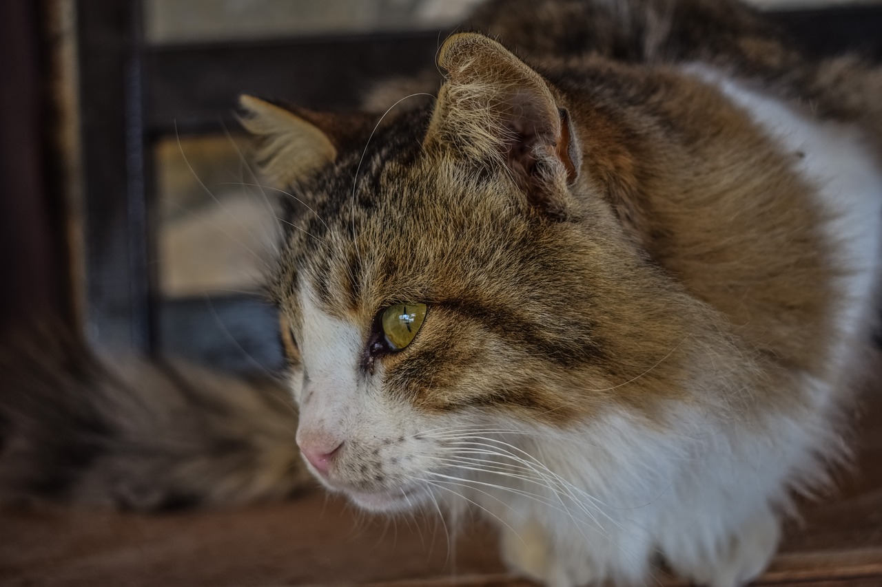 Image - cat stray homeless animal eyes