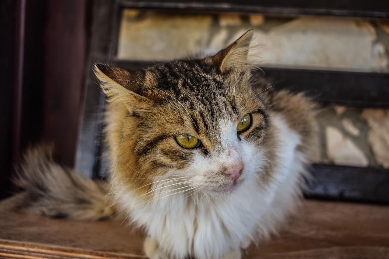 Image - cat stray homeless animal eyes