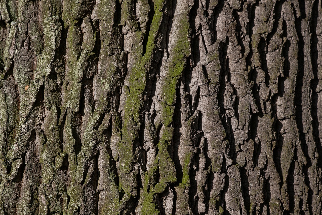 Image - bark tree oak old oak bast