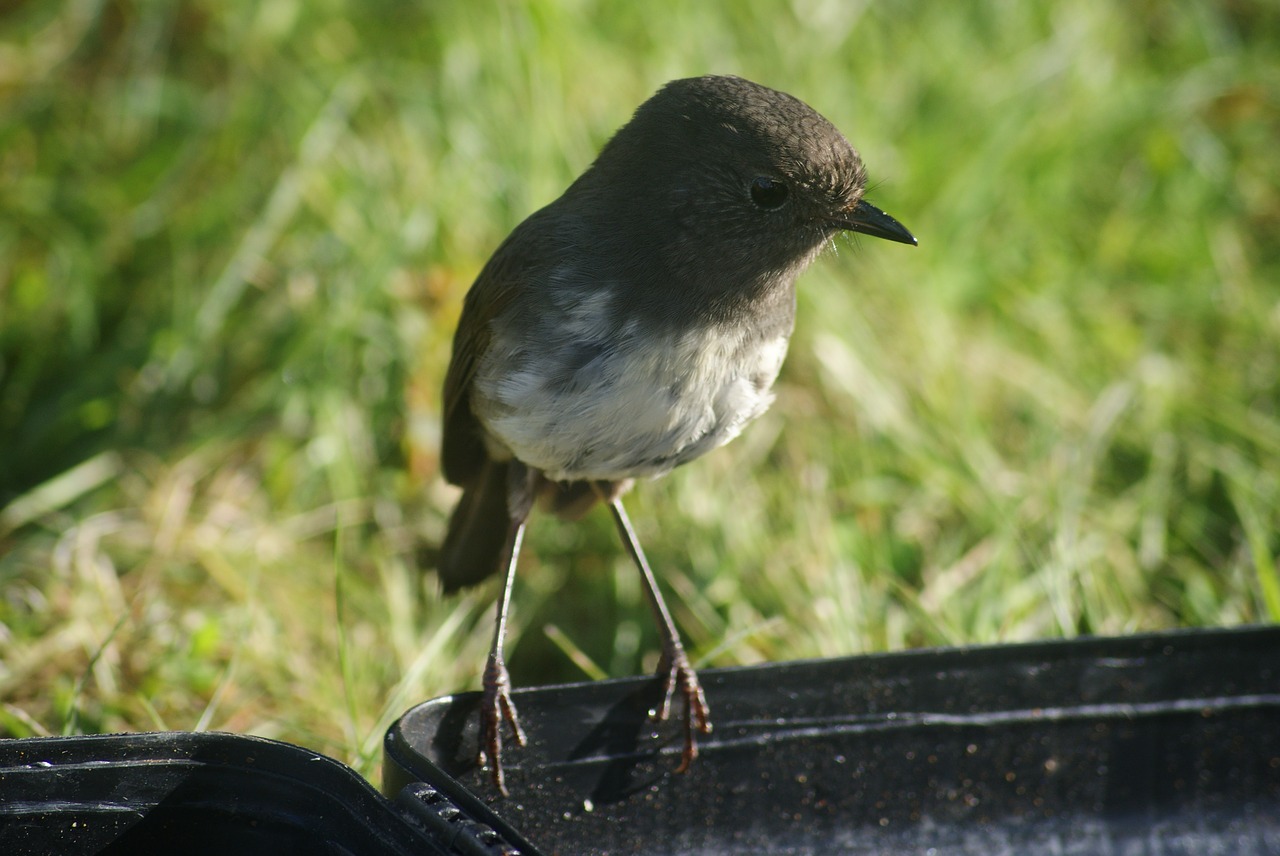 Image - south island robin bird travel