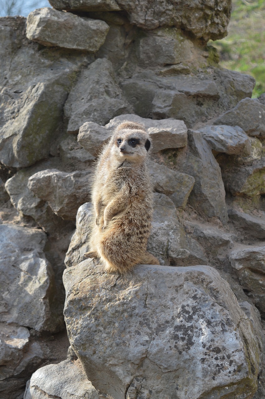 Image - pet surykatka zoo zoological garden