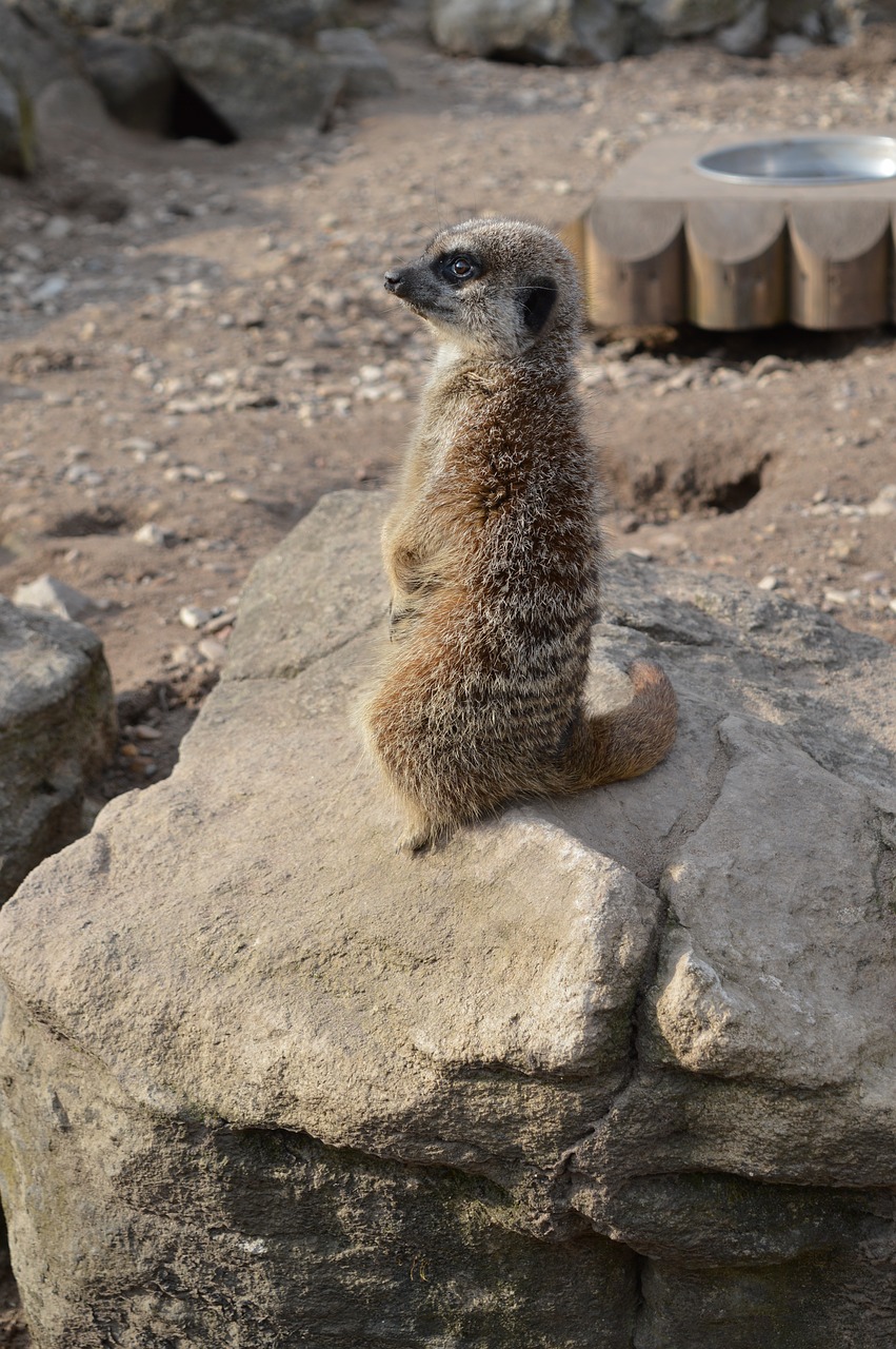 Image - pet surykatka zoo zoological garden