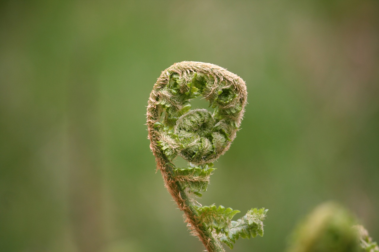 Image - fern nature branch colors green