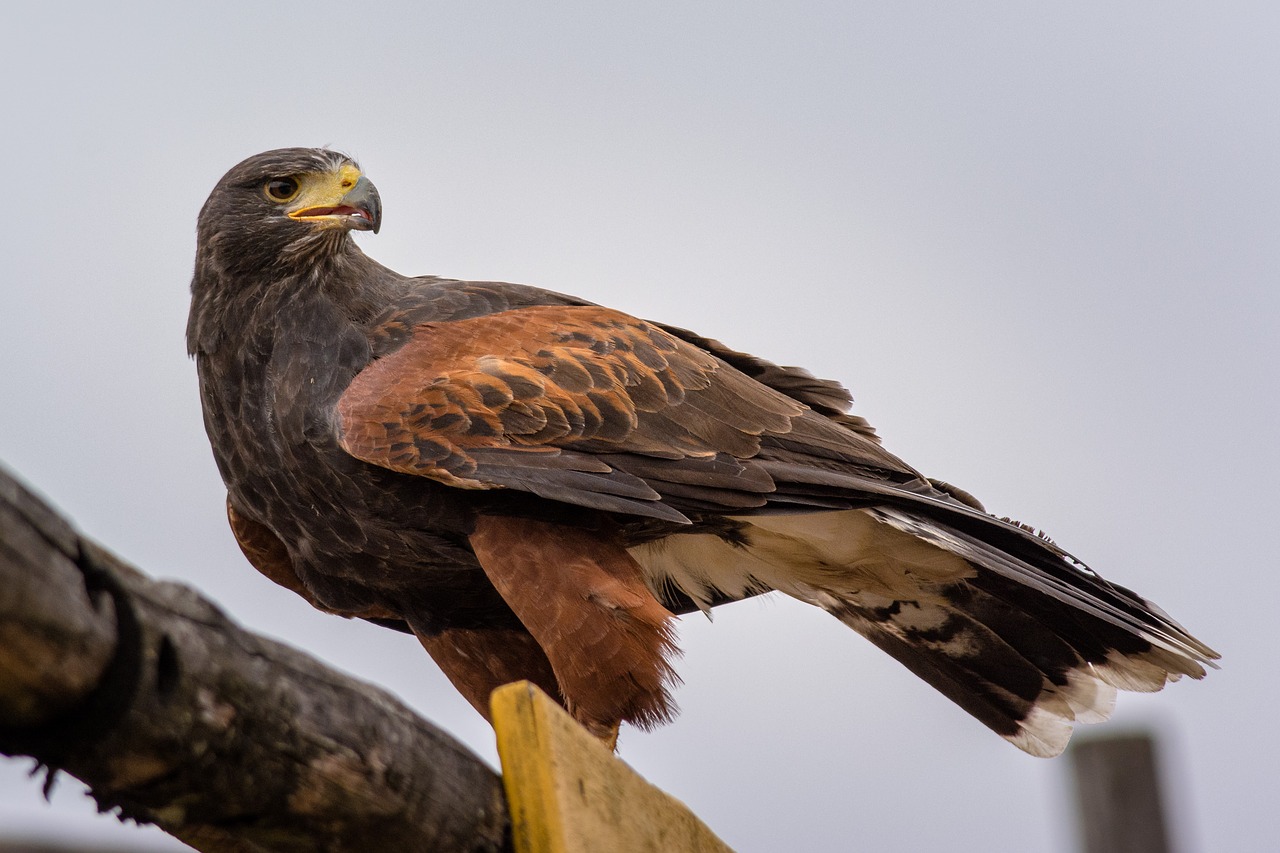 Image - bird animal adler nature feather