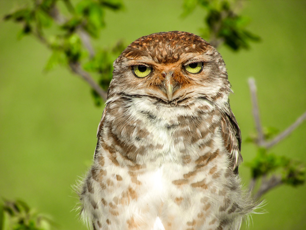 Image - owl nature beauty eventide details