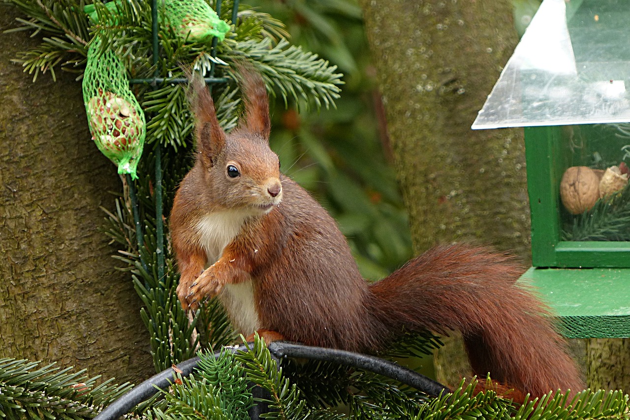 Image - animal squirrel
