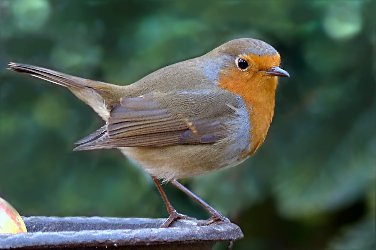 Image - bird robin erithacus rubecula