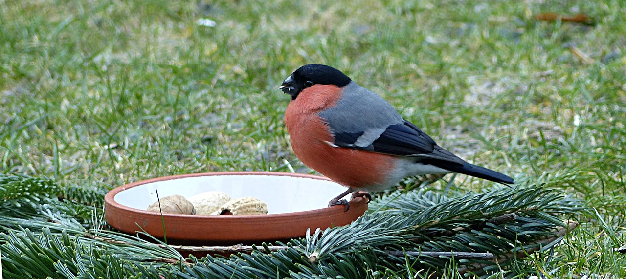 Image - bird bullfinch pyrrhula male