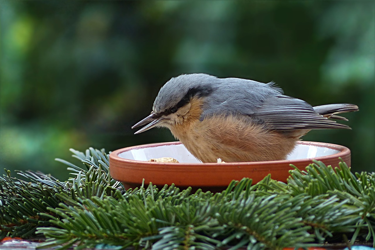 Image - bird kleiber sitta europaea garden