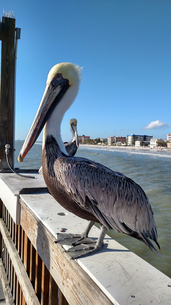 Image - pelican beach summer