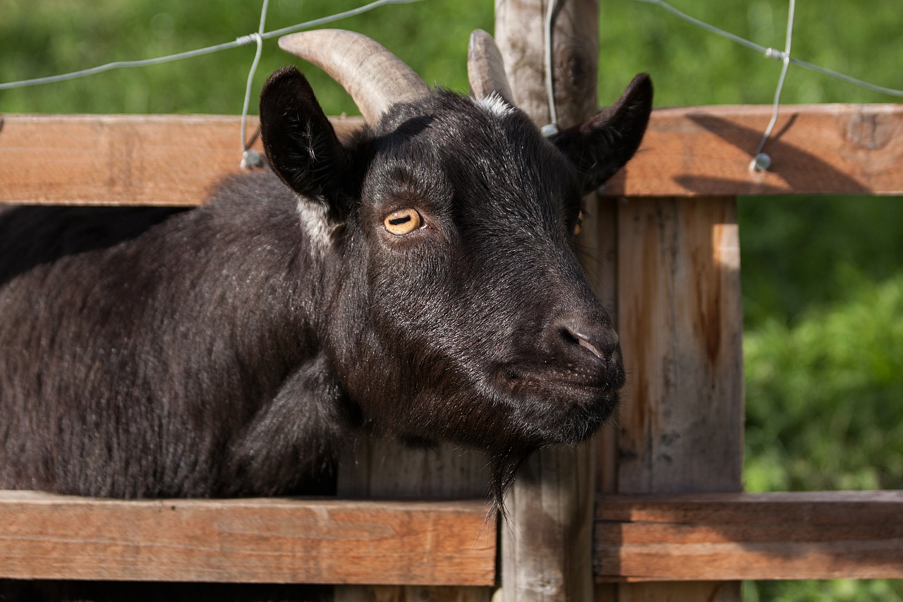 Image - domestic goat capra aegagrus hircus